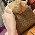 無小豪