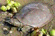 小鱉鱉