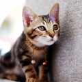 zoe