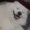 shirolee