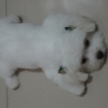 guyang