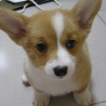 臭柯基犬