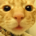 楊小昕