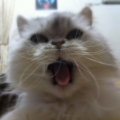 chiccf