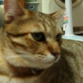 大黑兒