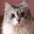Micky Zhuang