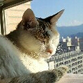 pennycat