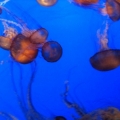 Rebeccapisces