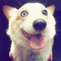 motug