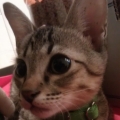 奶茶仔