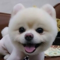 唐寶