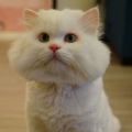 蛋皮喵
