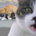 野球二等