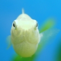 szss