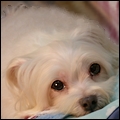 Jasmine.2009