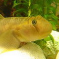 blueliata.1