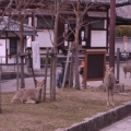 FRioSAKURA