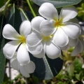 boaudrey