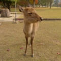 akamann