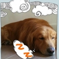 rexshih