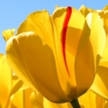 smano