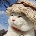水晶餃愛上喵