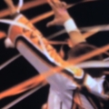 大都會萬歲