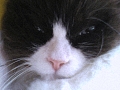 FayeFayeCat