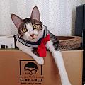 翎角麻嚕丸