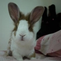 anitaa