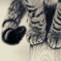 straycat_neko