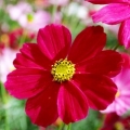 pin0925