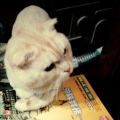 貓小鈞