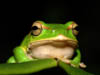zimingbug
