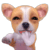 甜不辣小貓