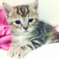 angellin0928