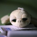 bugphotos