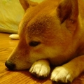Rtree_chou