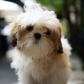 小小小小黃