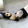 最聰明a阿呆
