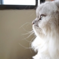 isa7cats