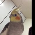 diosp120