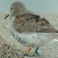 dunlin419