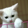 candiceice