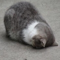 月夜襲