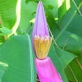 chenchentony