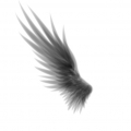 wing7022