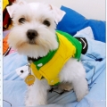 dogbear0806