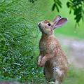 Ms.Bunny