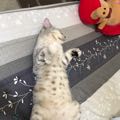 陳鉅潭